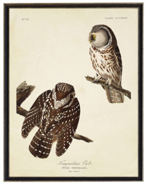 Vintage Audobon print of Tengmalm Owls on a distressed background