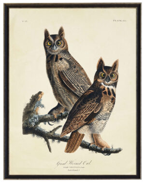 Vintage Audobon print of Great Horned Owls on a distressed background