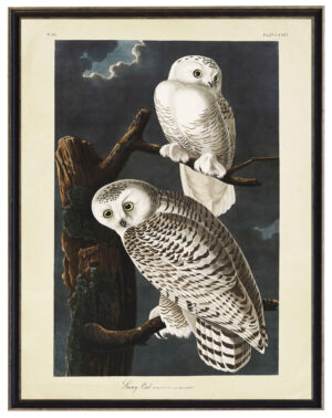 Vintage Audobon print of Snowy Owls on a distressed background