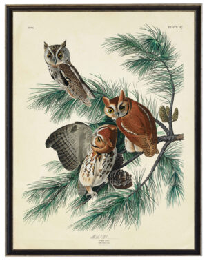 Vintage Audobon print of Little Screech Owls on a distressed background