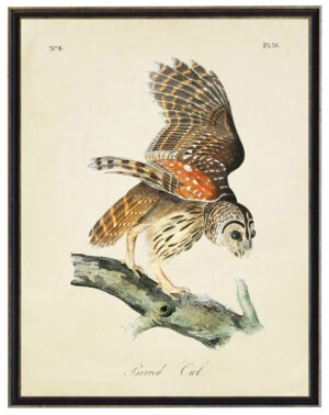 Vintage Audobon print of a Barred Owl on a distressed background