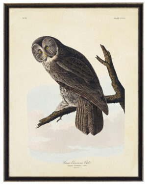 Vintage Audobon print of a Great Cinereous Owl on a distressed background
