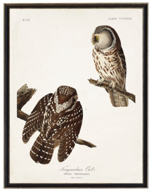 Audobon print of Tengmalms owls