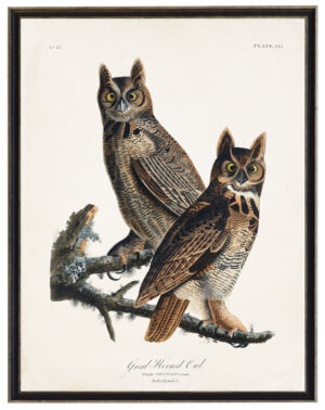Audobon print of Great Horned Owls
