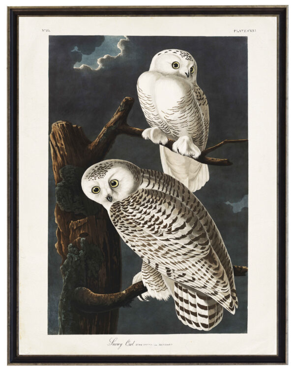Audobon print of Snowy Owls
