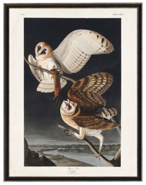 Audobon print of Barn Owls