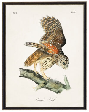 Audobon print of a Barred Owl
