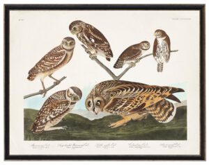 Audobon print of owls