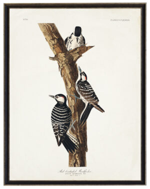 Audobon print of Woodpeckers