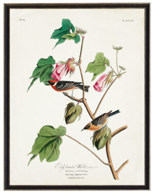 Audobon print of a Bay Breasted Warbler