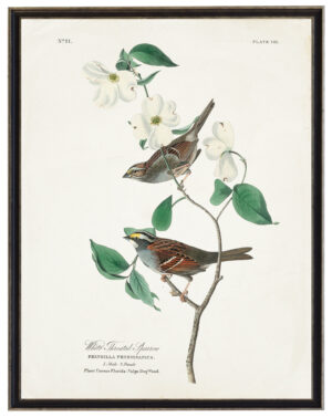 Audobon print of a White Throated Sparrow