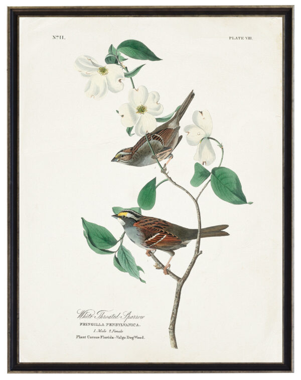 Audobon print of a White Throated Sparrow