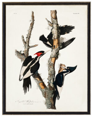 Audobon print of an Ivory Billed Woodpecker