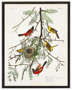 Audobon print of an Orchard Oriole