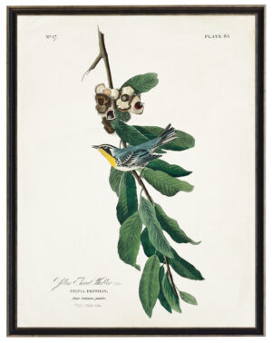 Audobon print of a Yellow Throated Warbler