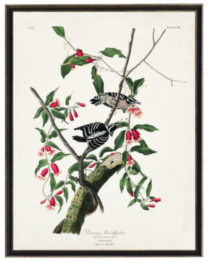 Audobon print of a Downy Woodpecker