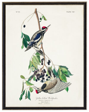Audobon print of a Yellow Bellied Woodpecker