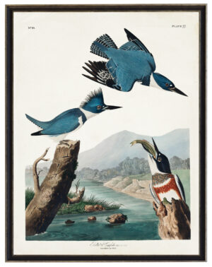 Audobon print of a Kingfisher