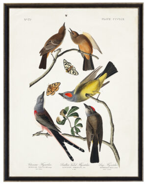Audobon print of Flycatchers
