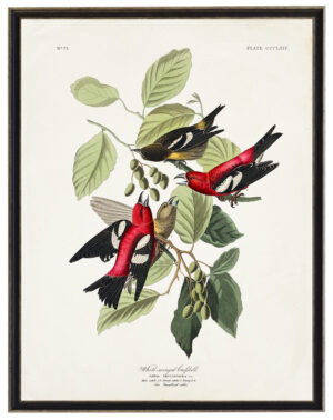 Audobon print of White Winged Crossbill