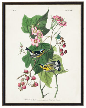 Audobon print of Black and Yellow Warblers