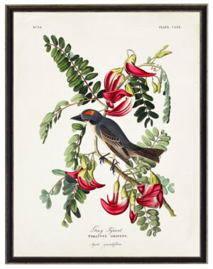 Audobon print of a Piping Flycatcher