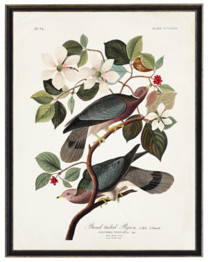 Audobon print of a Band Tailed Pigeon
