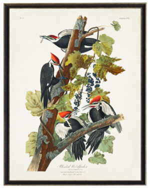 Audobon print of a Pileated Woodpecker