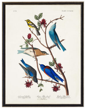 Audobon print of Blue Birds