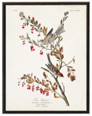 Audobon print of a Tree Sparrow