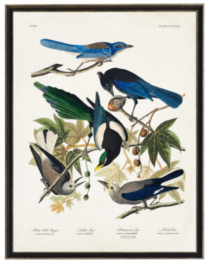 Audobon print of Magpie Jay Crow