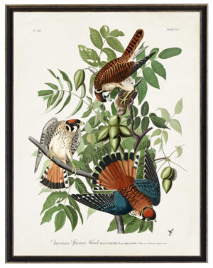 Audobon print of an American Sparrow Hawk