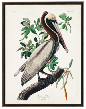 Audobon print of a Brown Pelican