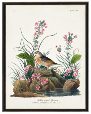 Audobon print of a Yellow-Winged Sparrow