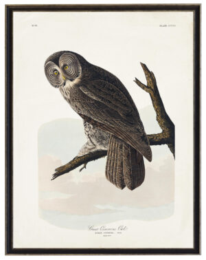 Audobon print of a Great Cinereous Owl