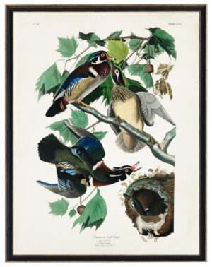 Audobon print of a Wood Duck
