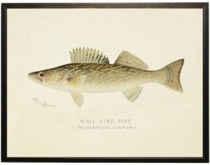 Vintage Walleye Fish bookplate