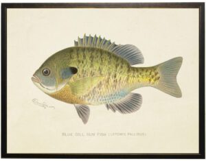 Vintage Blue Gill Fish bookplate