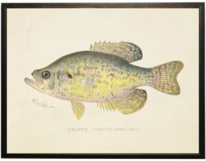 Vintage Crappie Fish bookplate