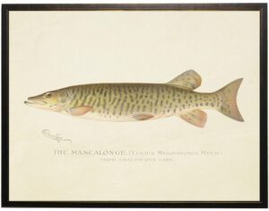 Vintage Muskie Fish bookplate