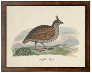 Vintage quail art on distressed background