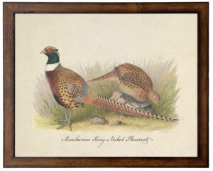 Vintage pheasant art on distressed background
