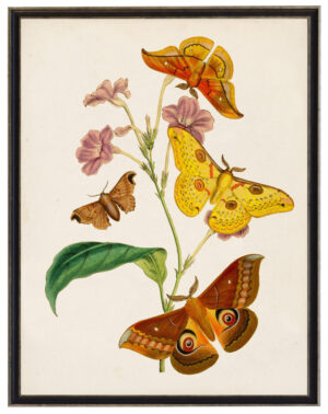 Vintage moth and flower reproduction on a distressed background