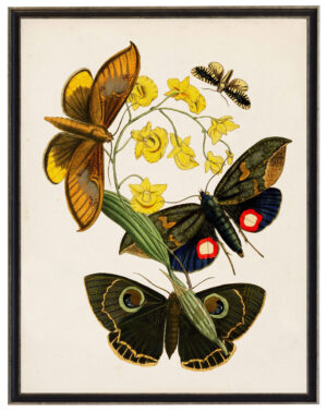 Vintage moth and flower reproduction on a distressed background