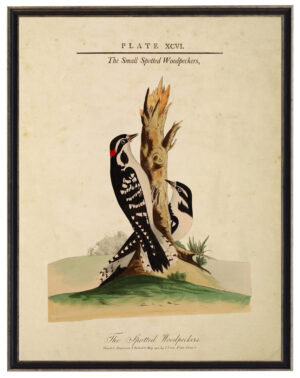 Vintage Small Spotted Woodpecker with nest illustration on a distressed background