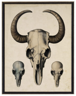 Vintage animal skulls poster reproduction