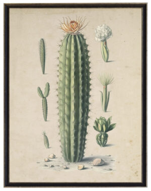 Vintage cactus bookplate on a distressed background