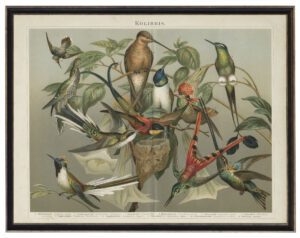 Vintage German encyclopedia hummingbirds bookplate on a distressed background