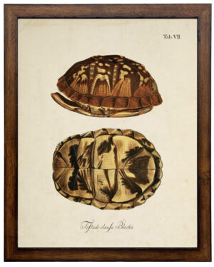 Vintage turtle shell bookplate on a distressed background