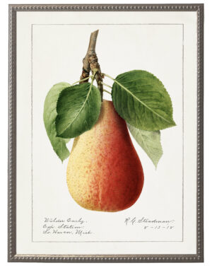 Vintage pear bookplate